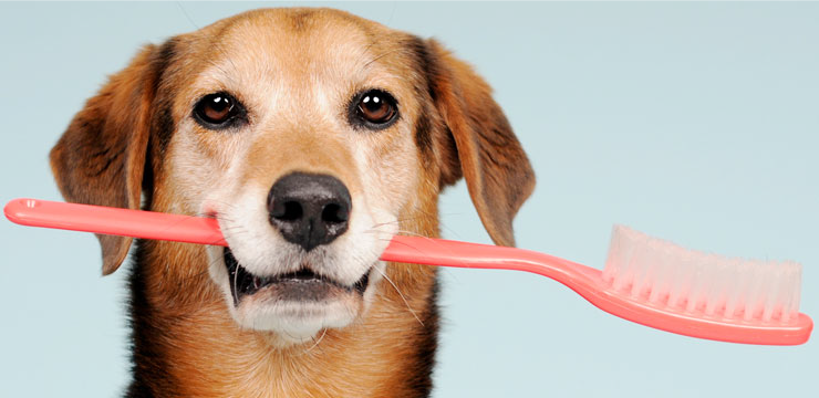 Dentistry services for pets