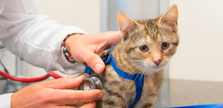 Cardiology services for pets