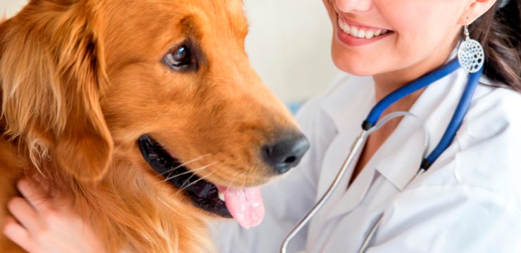 Urgent care for your pet
