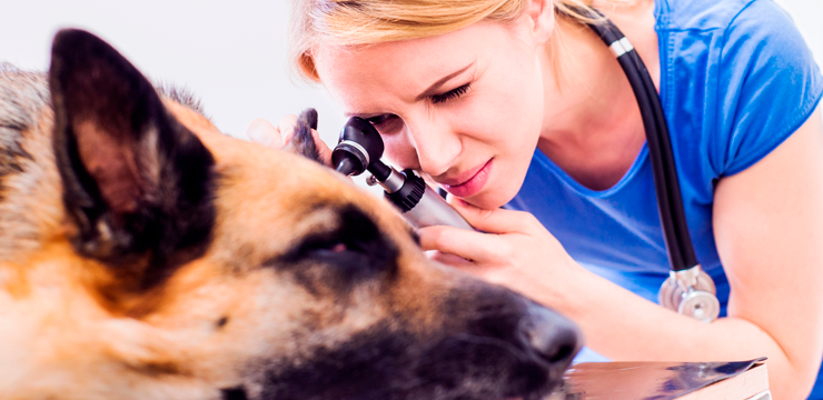 Physical exams for pets